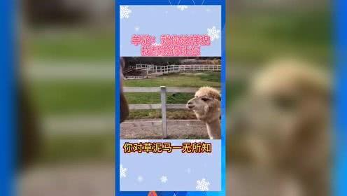娱乐吃瓜小羊
